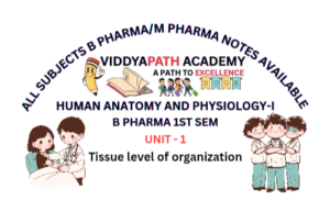 Read more about the article Tissue Level of Organization: Structure and Functions