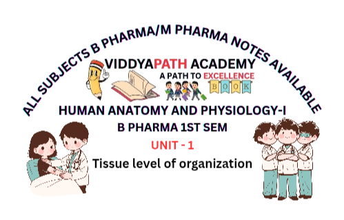 Read more about the article Tissue Level of Organization: Structure and Functions
