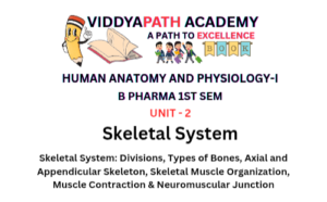 Read more about the article Skeletal System: Bones, Muscles & Contraction Explained